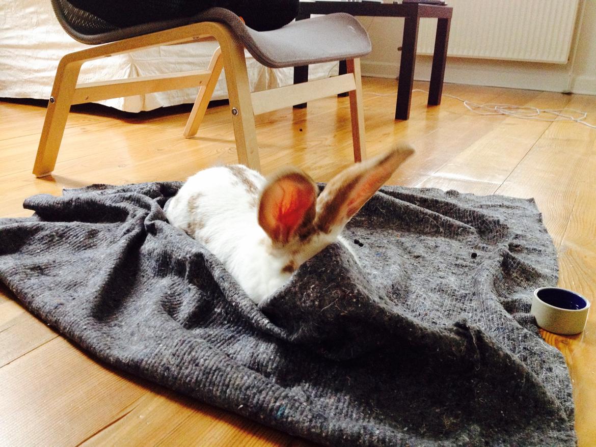 Kanin Stampe - I starten, da jeg fik hende. Sådan lå hun, da jeg kigge fra mit køkken xD <3 billede 6