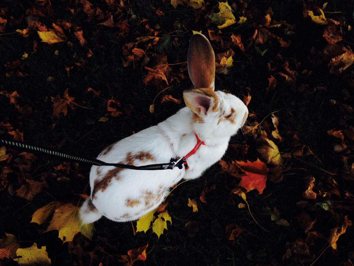 Kanin Stampe billede 7