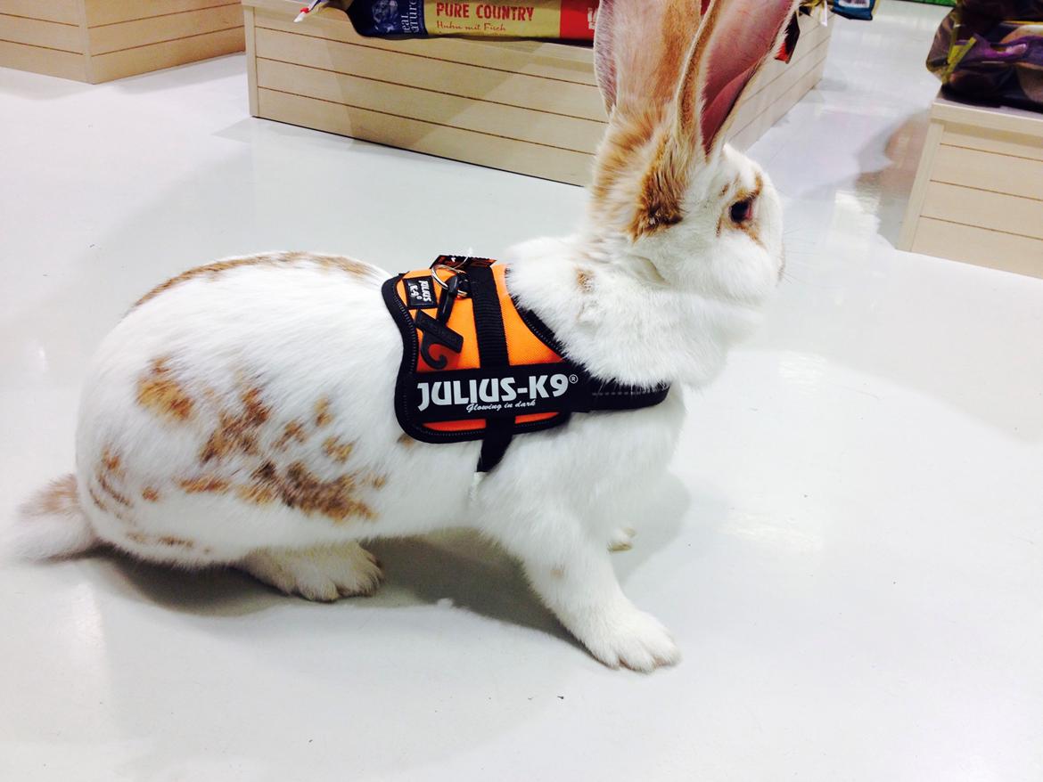 Kanin Stampe billede 8