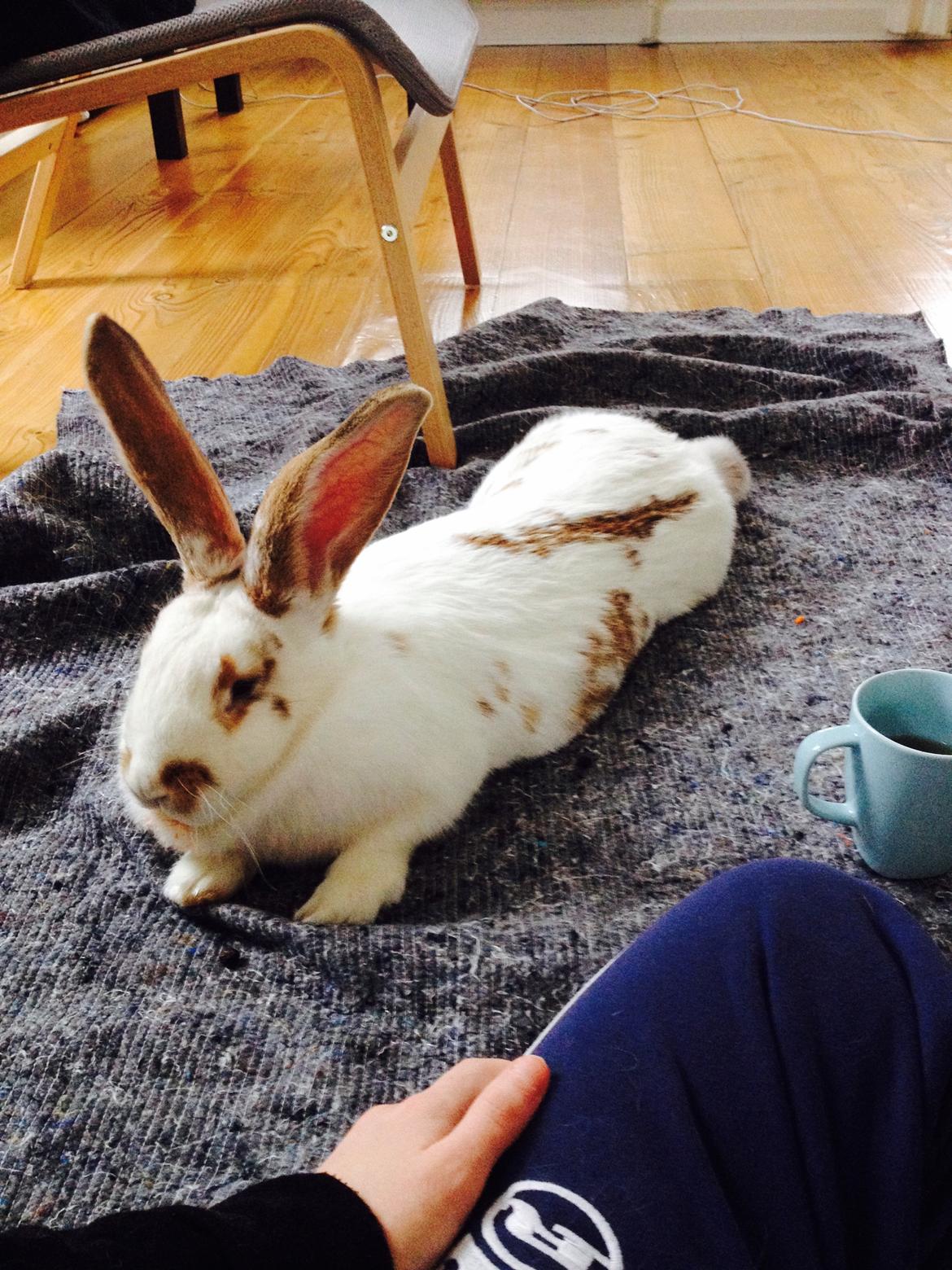 Kanin Stampe - I starten, da jeg fik hende. billede 4