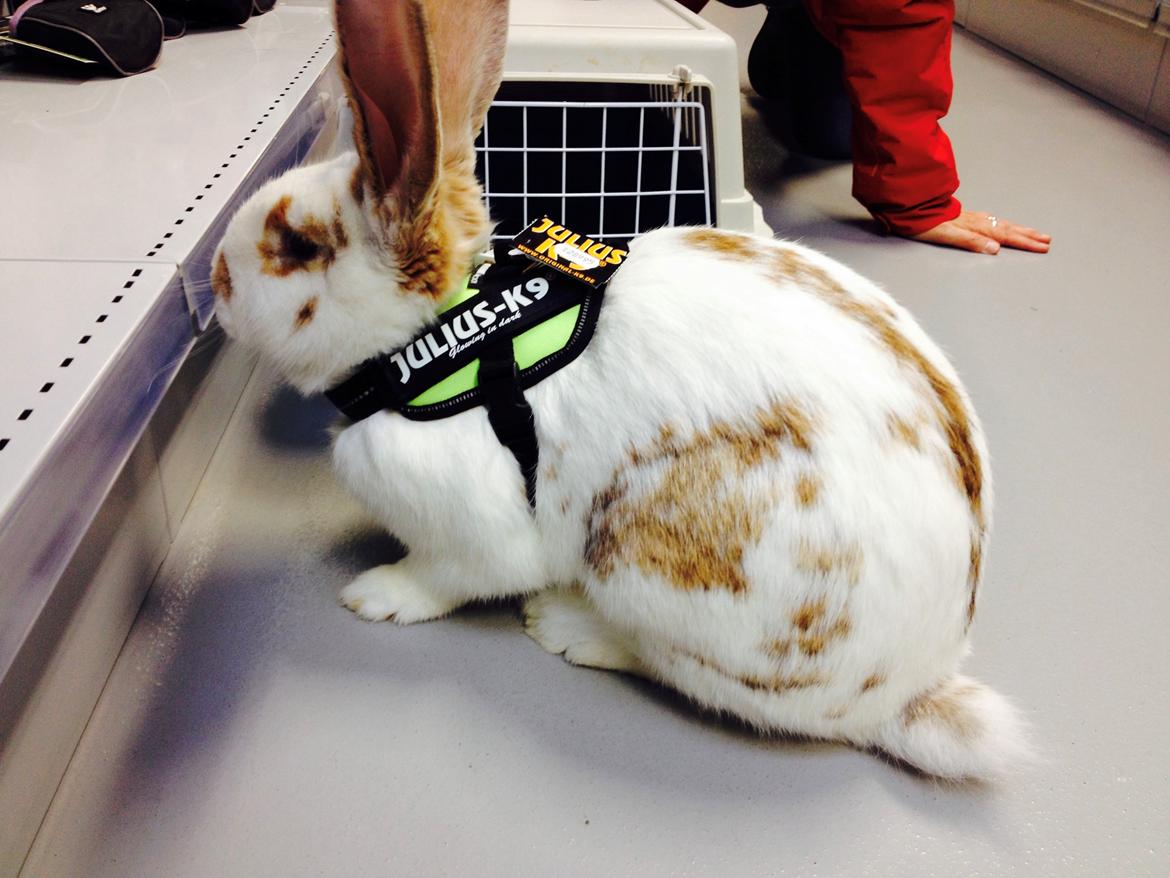 Kanin Stampe billede 9