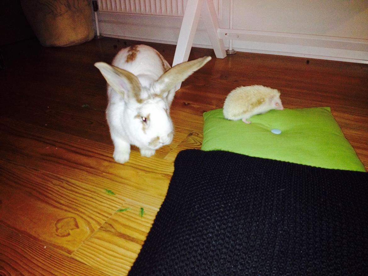 Kanin Stampe billede 10