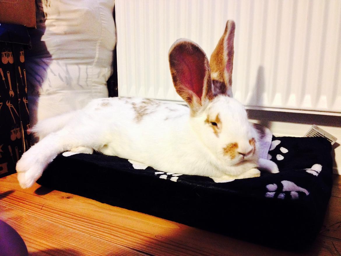 Kanin Stampe billede 11