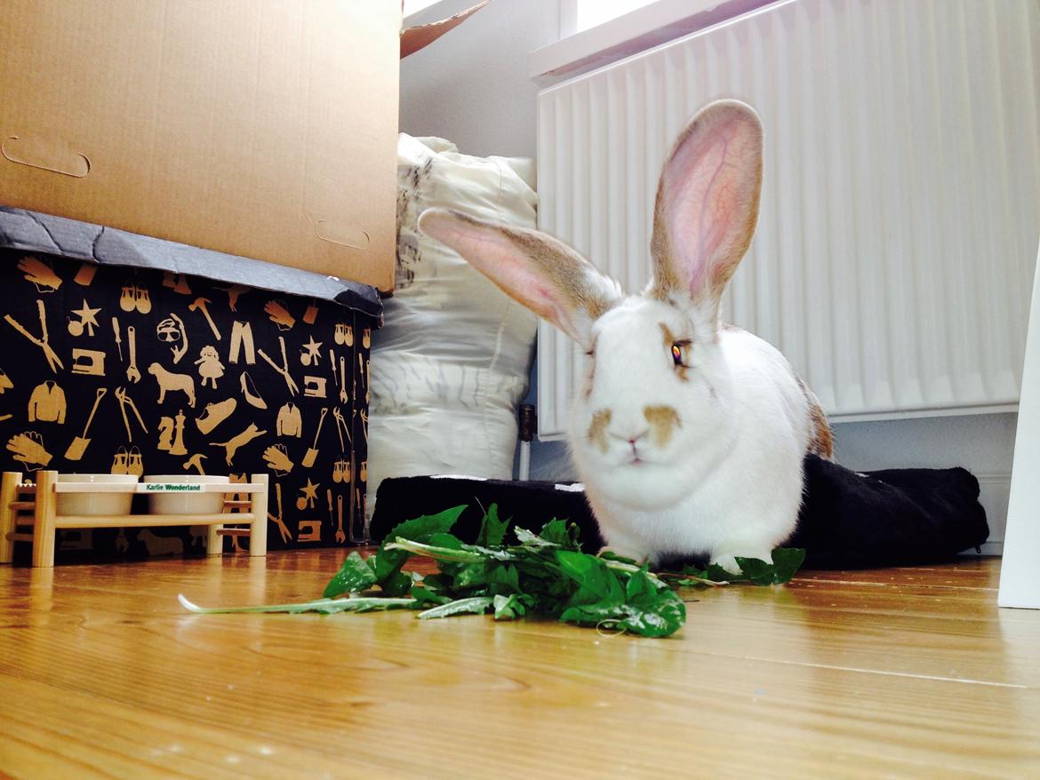 Kanin Stampe billede 12