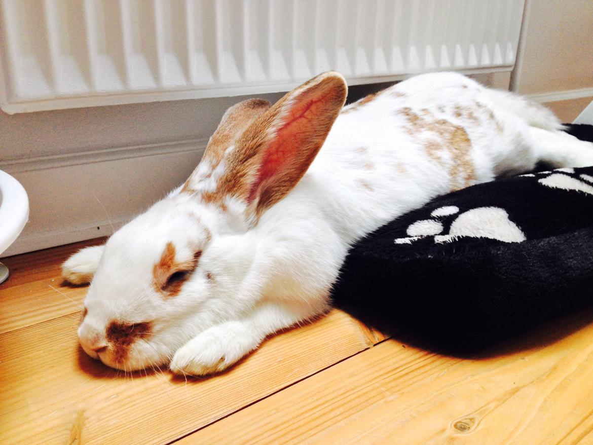 Kanin Stampe billede 13