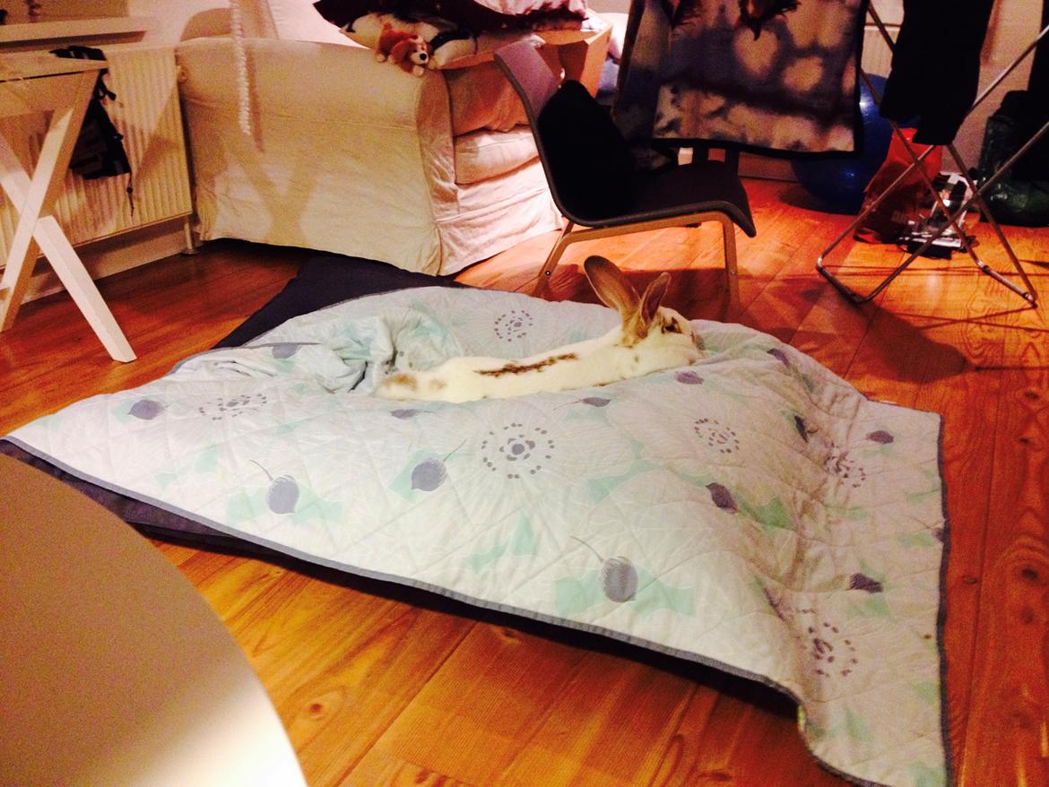 Kanin Stampe billede 17