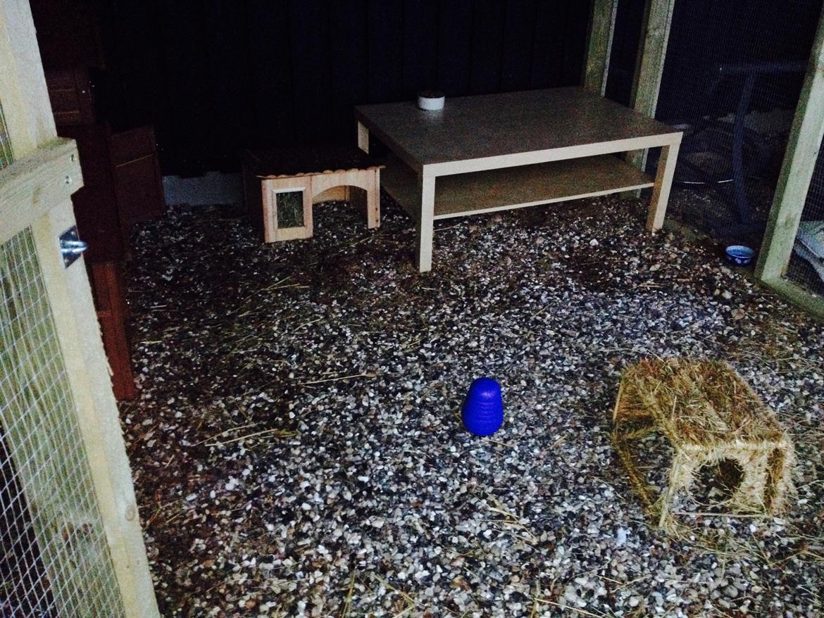 Kanin Stampe billede 19