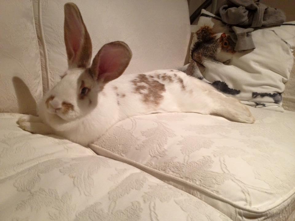 Kanin Stampe billede 16