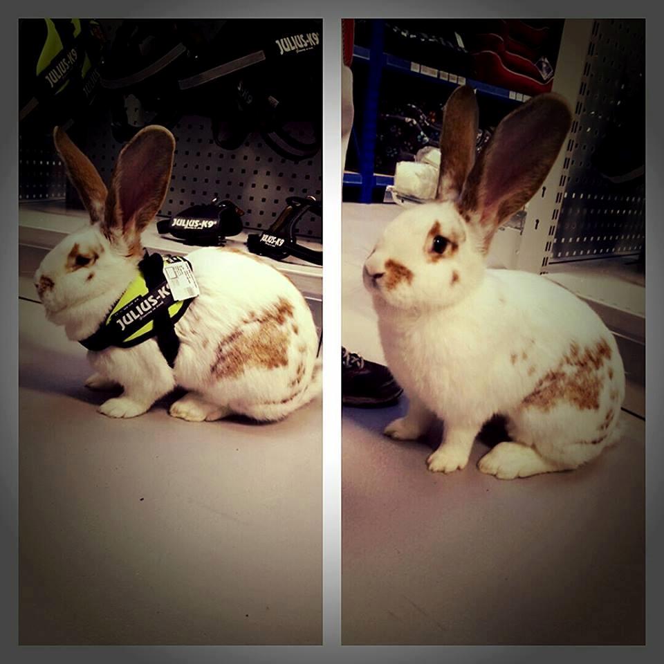 Kanin Stampe billede 15