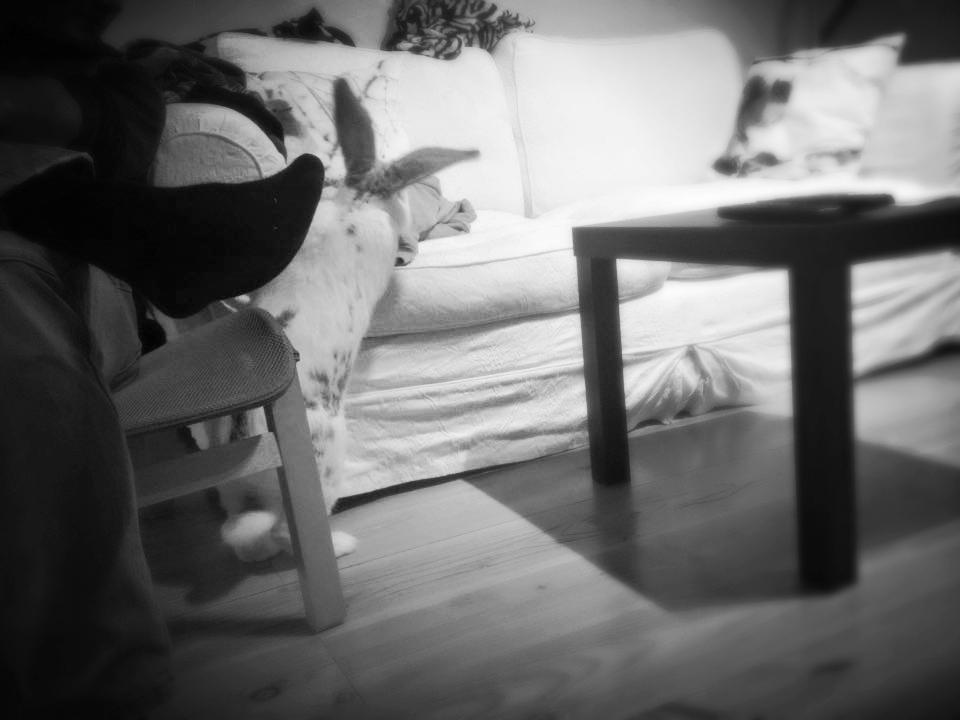 Kanin Stampe billede 14