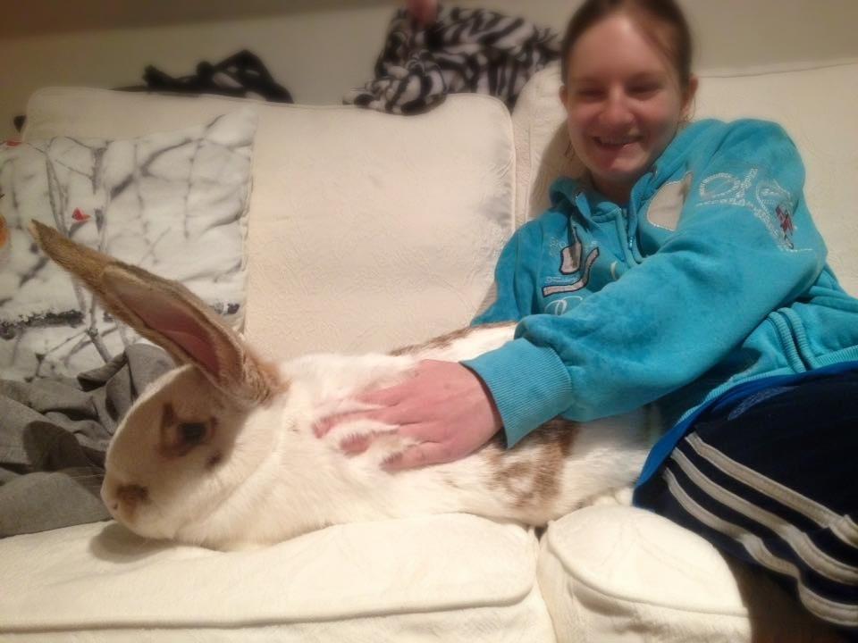 Kanin Stampe billede 1