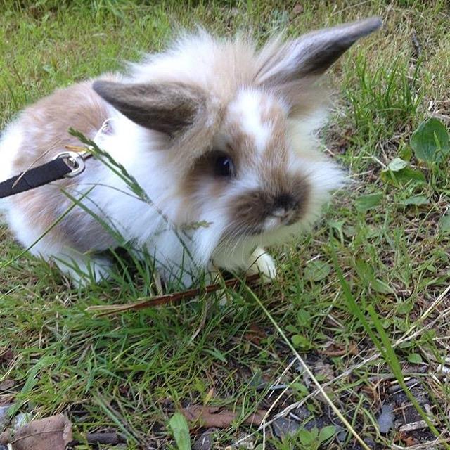 Kanin Benjamin billede 1