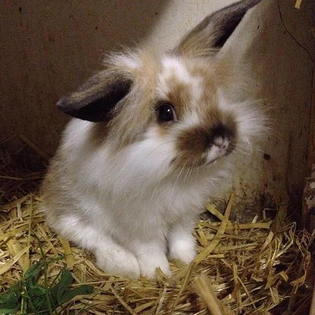Kanin Benjamin billede 3