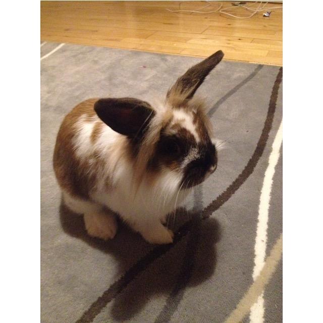 Kanin Benjamin billede 4