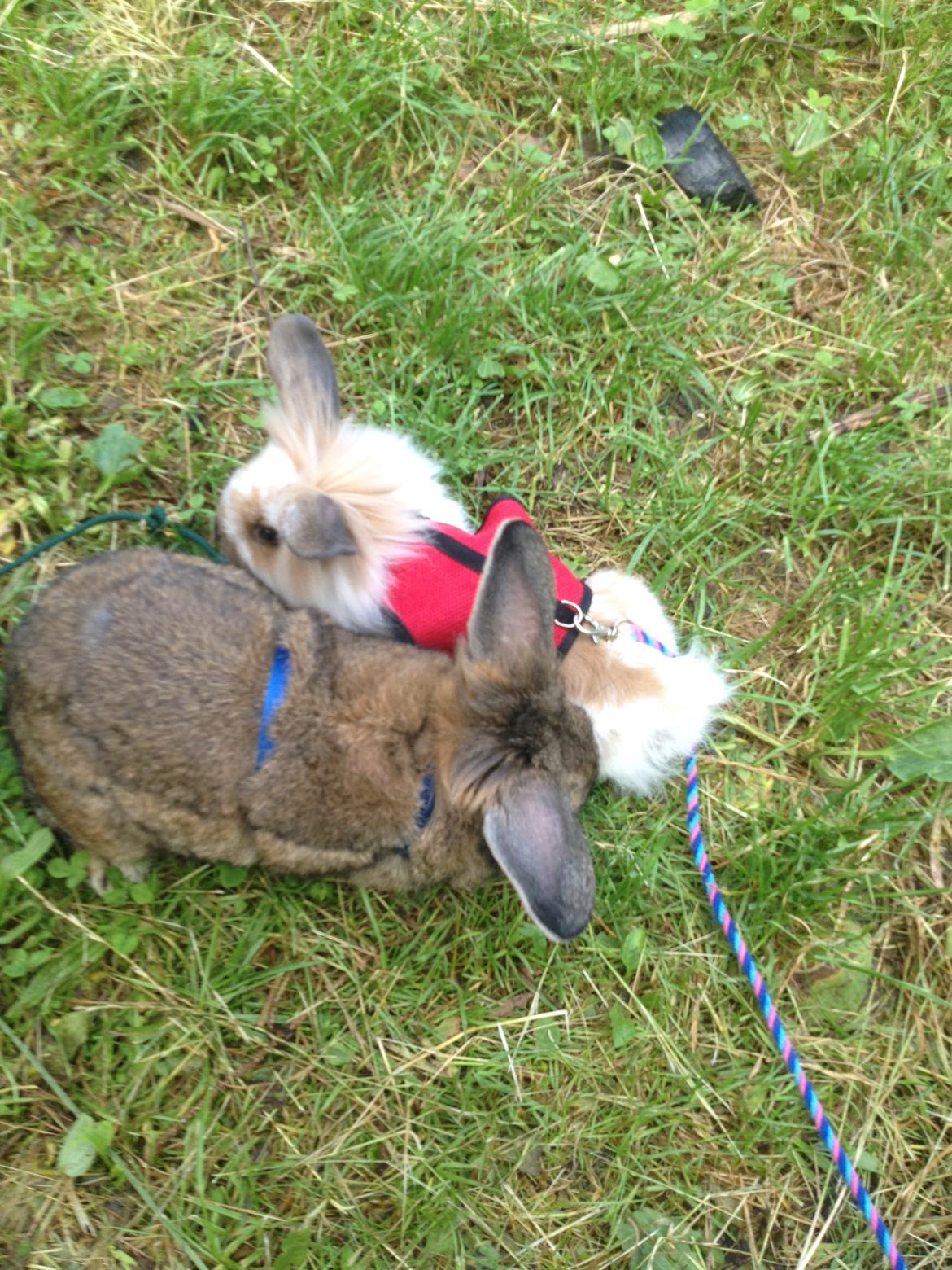 Kanin Benjamin billede 5