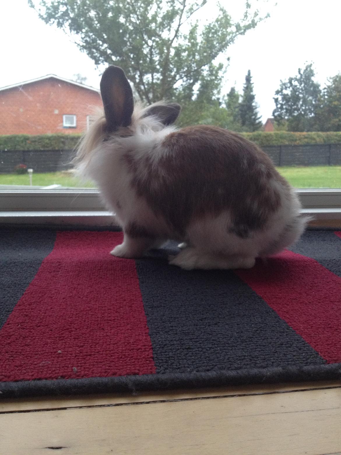 Kanin Benjamin billede 7