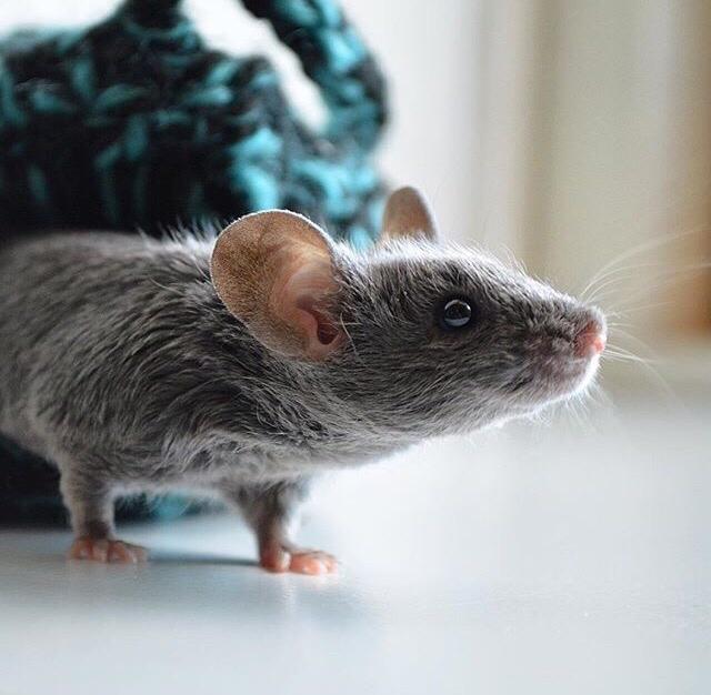 Mus Vejlmus' Pippin billede 5