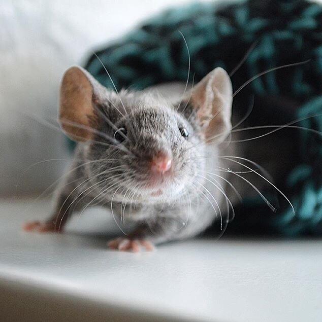 Mus Vejlmus' Pippin billede 24