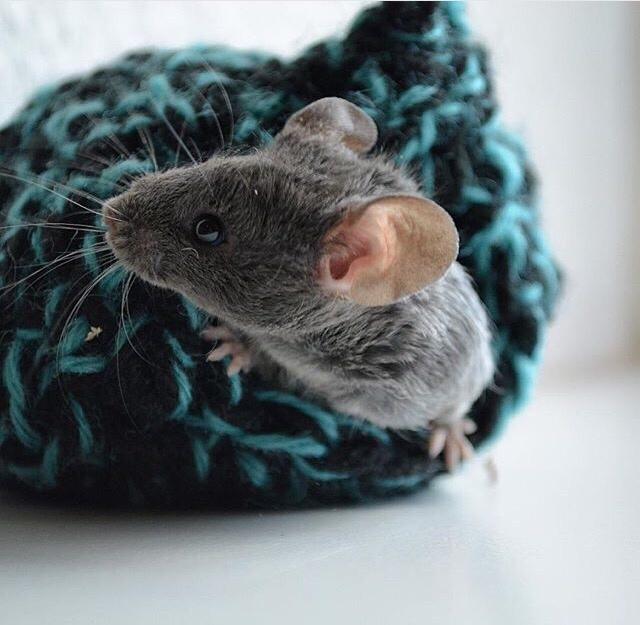 Mus Vejlmus' Pippin billede 28