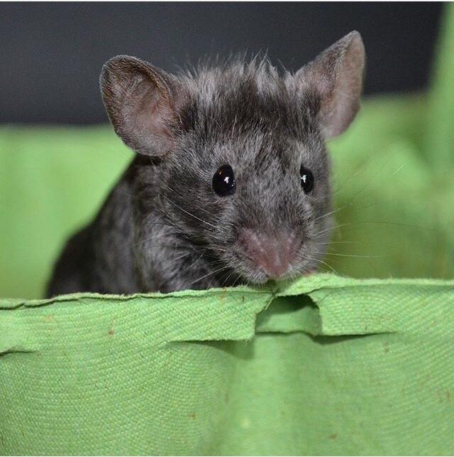 Mus Vejlmus' Pippin billede 13