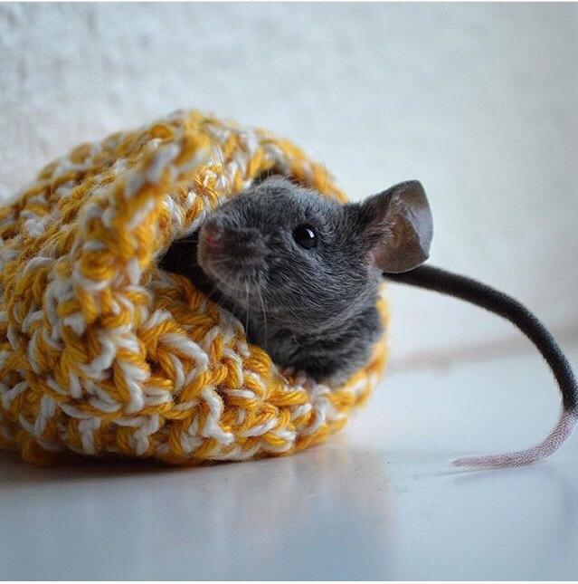 Mus Vejlmus' Pippin billede 30