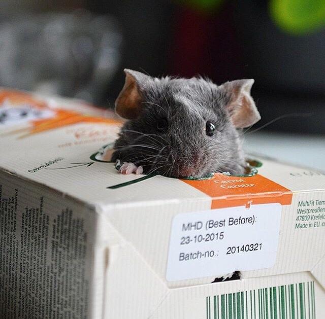 Mus Vejlmus' Pippin billede 10