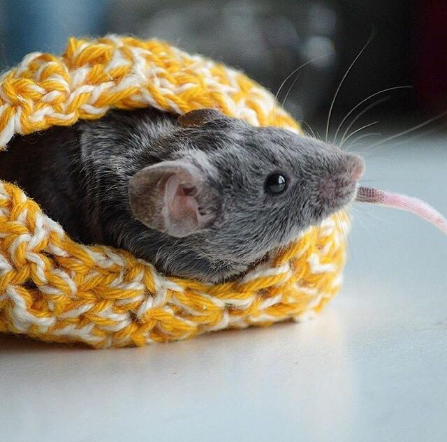 Mus Vejlmus' Pippin billede 22