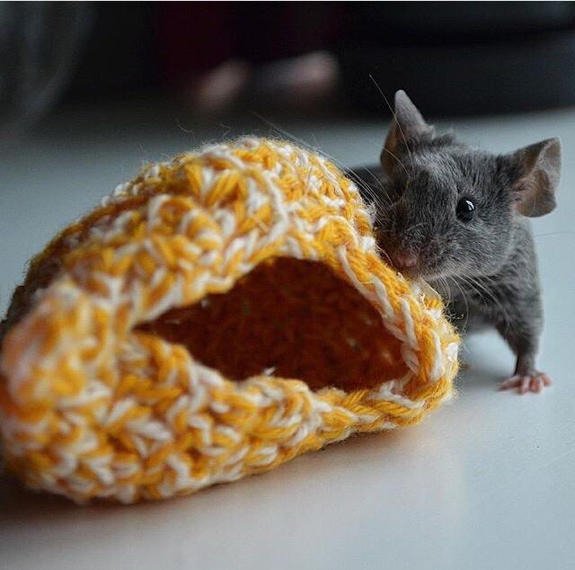 Mus Vejlmus' Pippin billede 31