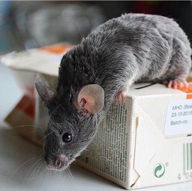 Mus Vejlmus' Pippin billede 32