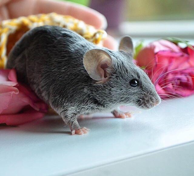 Mus Vejlmus' Pippin billede 9