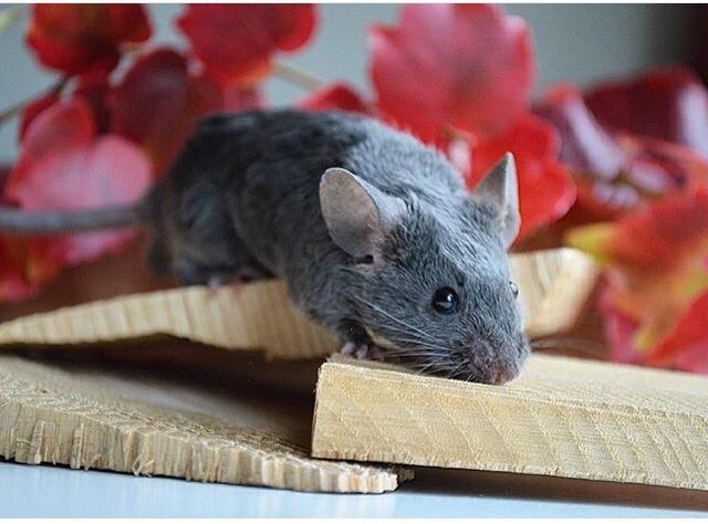 Mus Vejlmus' Pippin billede 33