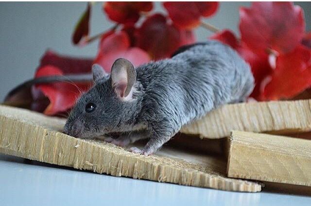 Mus Vejlmus' Pippin billede 3