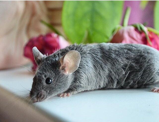 Mus Vejlmus' Pippin billede 7