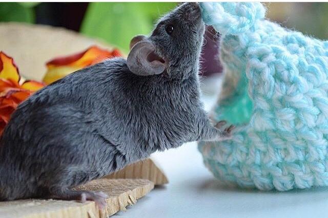 Mus Vejlmus' Pippin billede 16