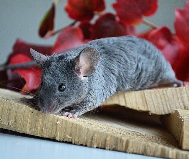 Mus Vejlmus' Pippin billede 18