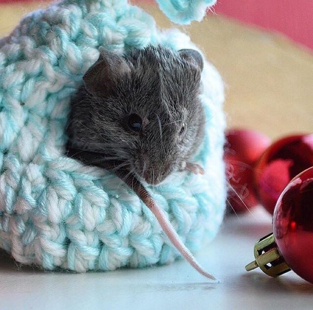 Mus Vejlmus' Pippin billede 26