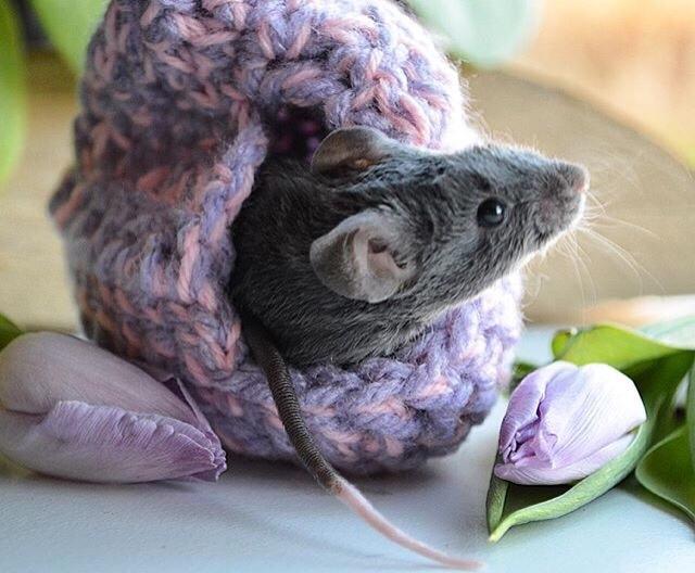 Mus Vejlmus' Pippin billede 20