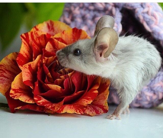 Mus MMD's Adelaide billede 2