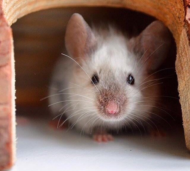 Mus MMD's Adelaide billede 1