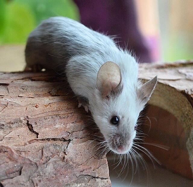 Mus MMD's Adelaide billede 3