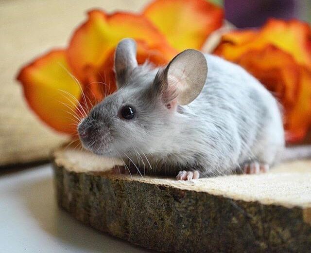 Mus MMD's Adelaide billede 4