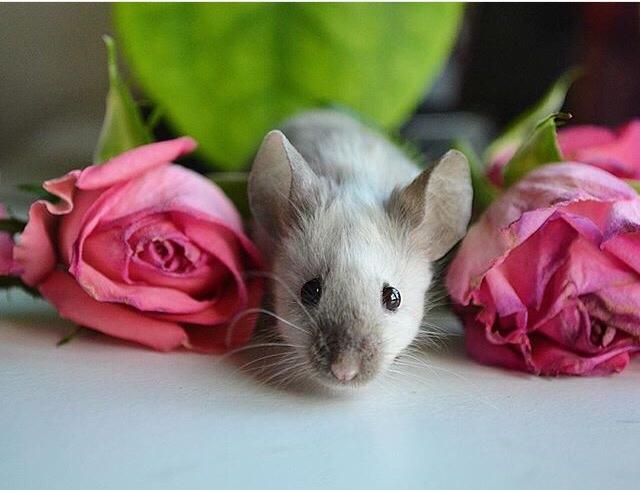 Mus MMD's Adelaide billede 5