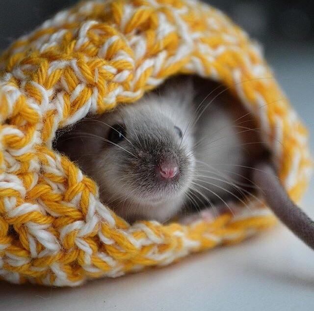 Mus MMD's Adelaide billede 6