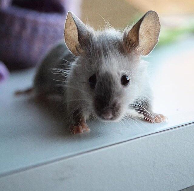 Mus MMD's Adelaide billede 7