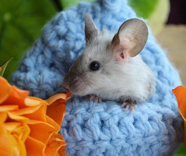 Mus MMD's Adelaide billede 8