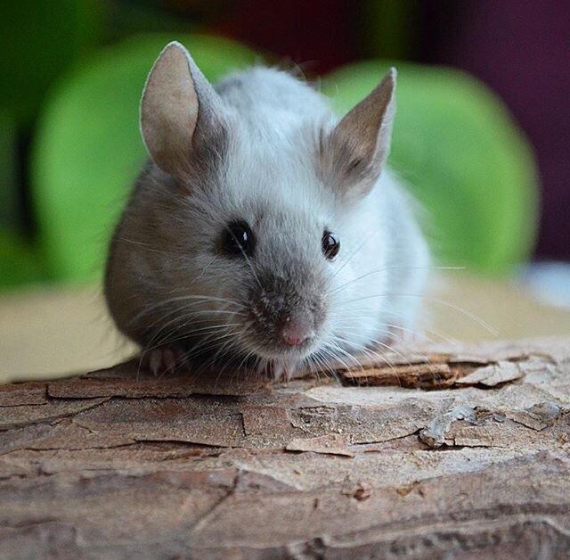 Mus MMD's Adelaide billede 9