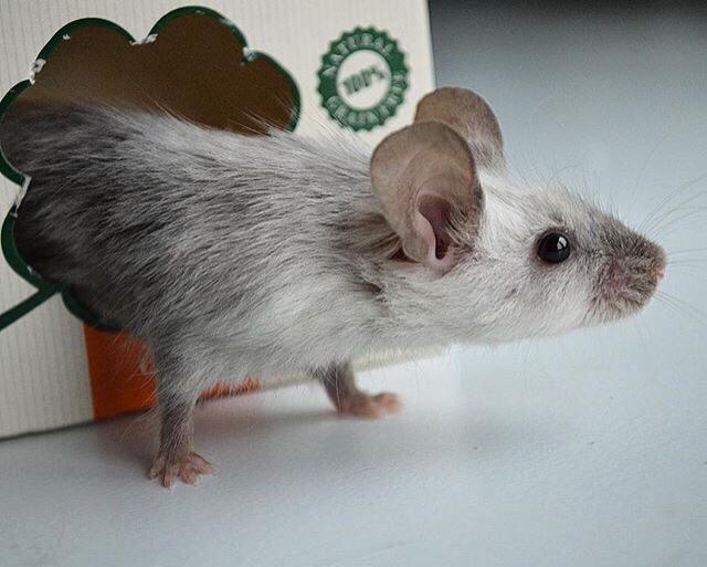 Mus MMD's Adelaide billede 10