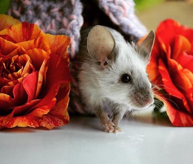 Mus MMD's Adelaide billede 11