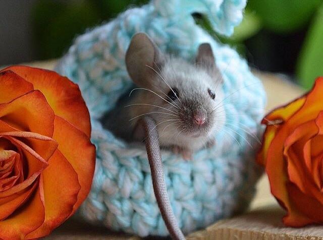 Mus MMD's Adelaide billede 12