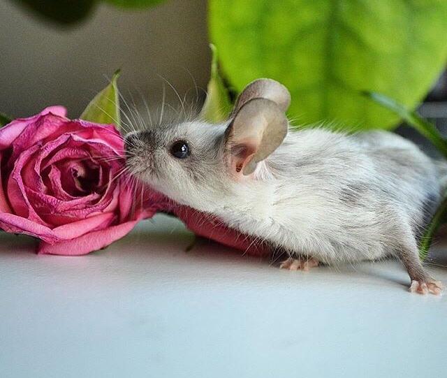 Mus MMD's Adelaide billede 13